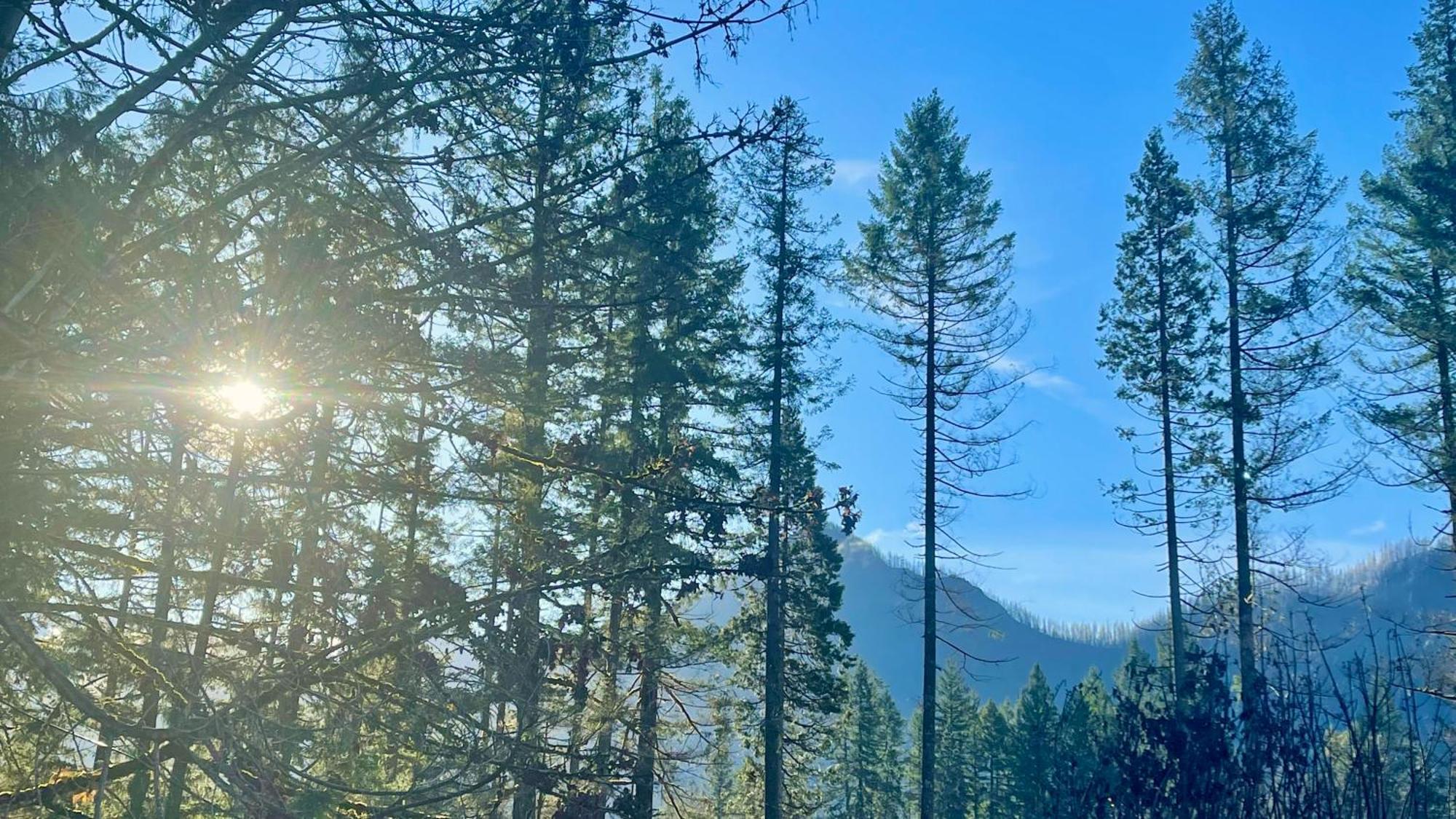 Mckenzie River Mountain Resort Blue River Dış mekan fotoğraf